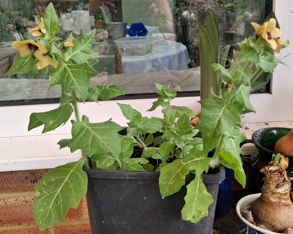 henbane
