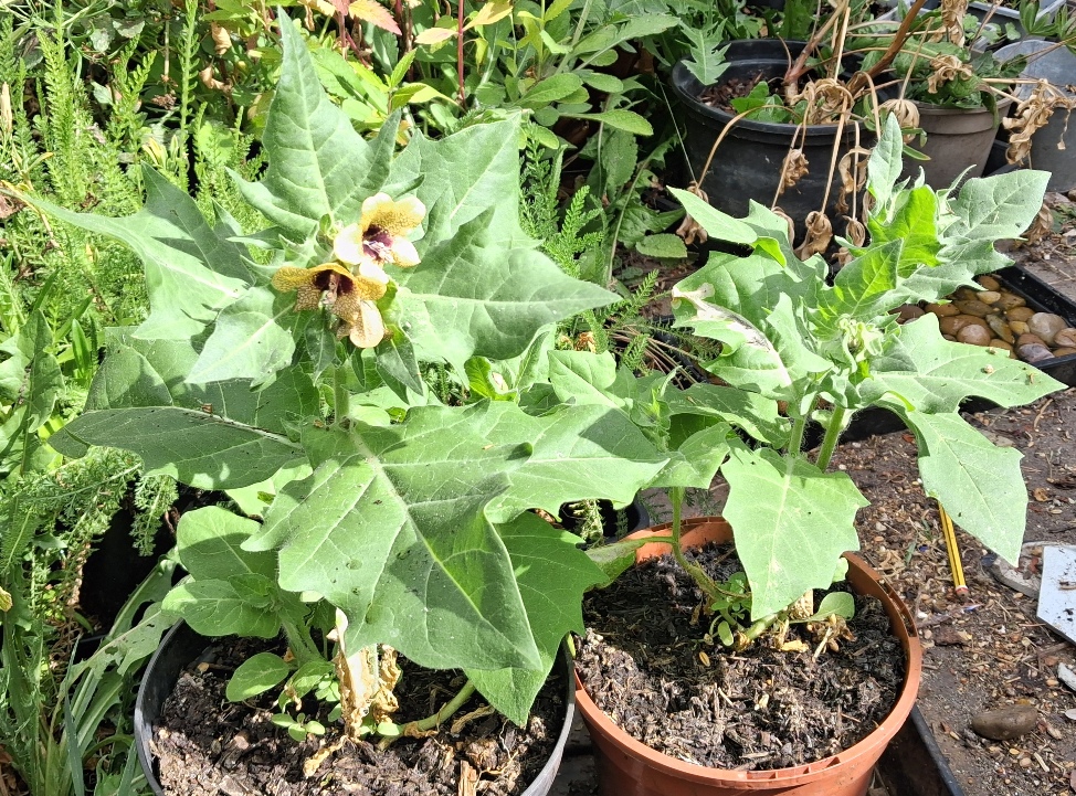 henbane Hyoscyamus niger