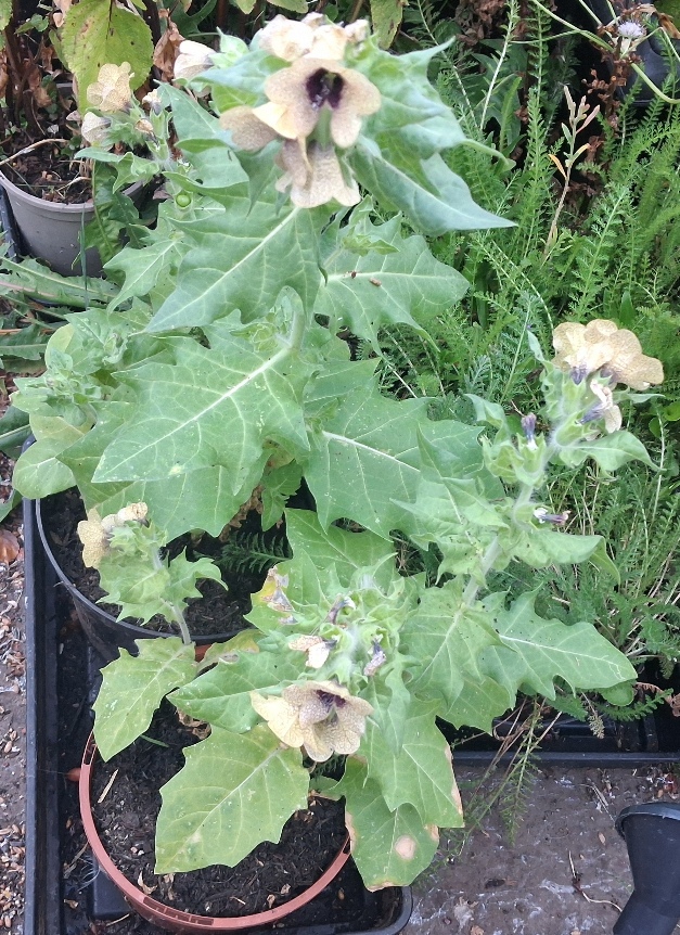 henbane