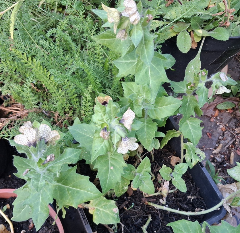 henbane