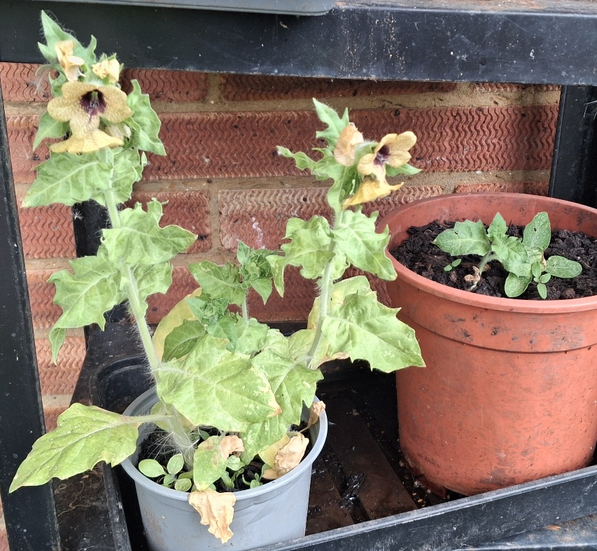 henbane
