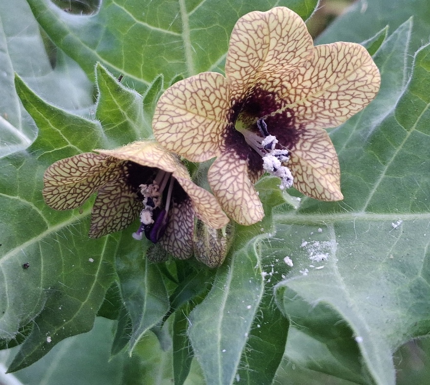 henbane