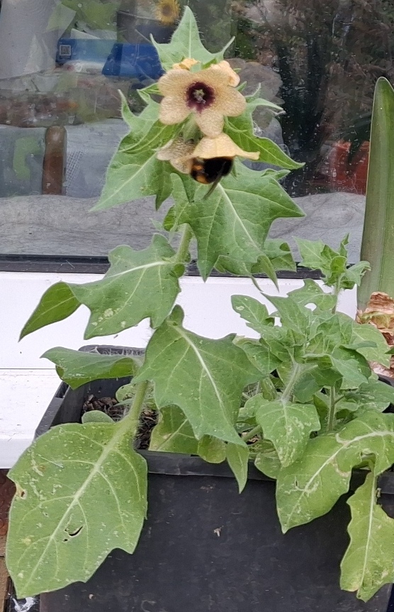henbane with bee