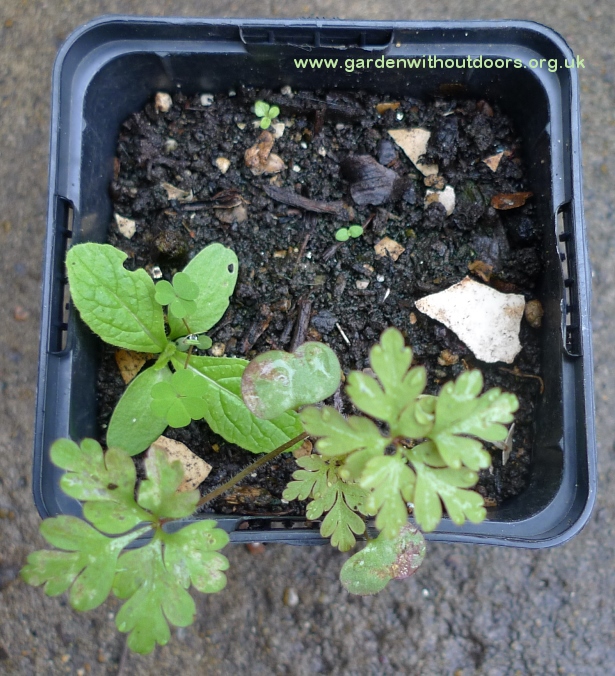 herb robert seedling