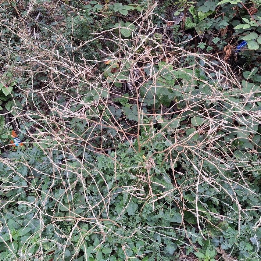 hoary mustard