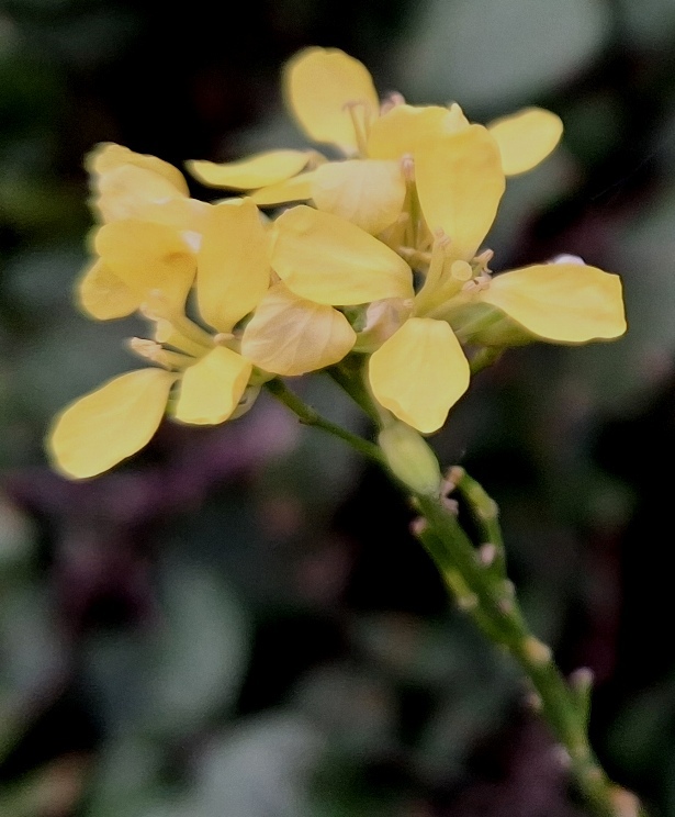 hoary mustard hirschfelia incana
