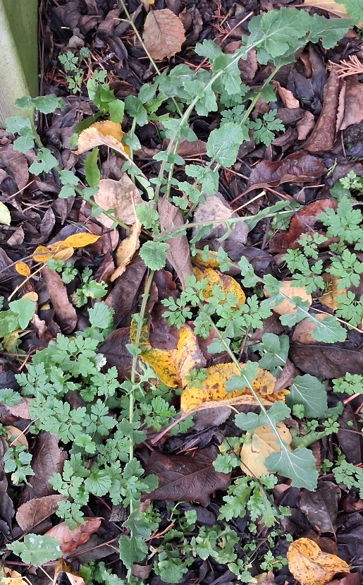 hoary mustard  Hirschfeldia incana