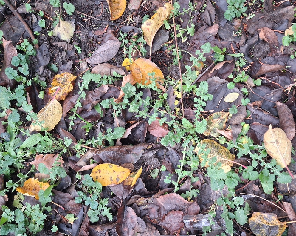 hoary mustard  Hirschfeldia incana