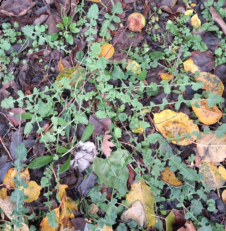 hoary mustard  Hirschfeldia incana