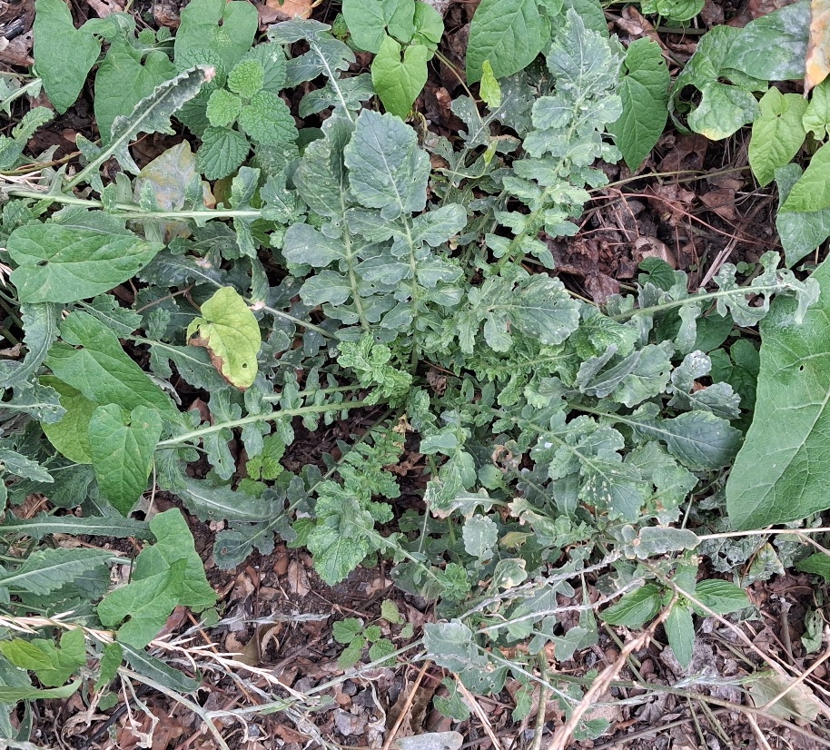 hoary mustard