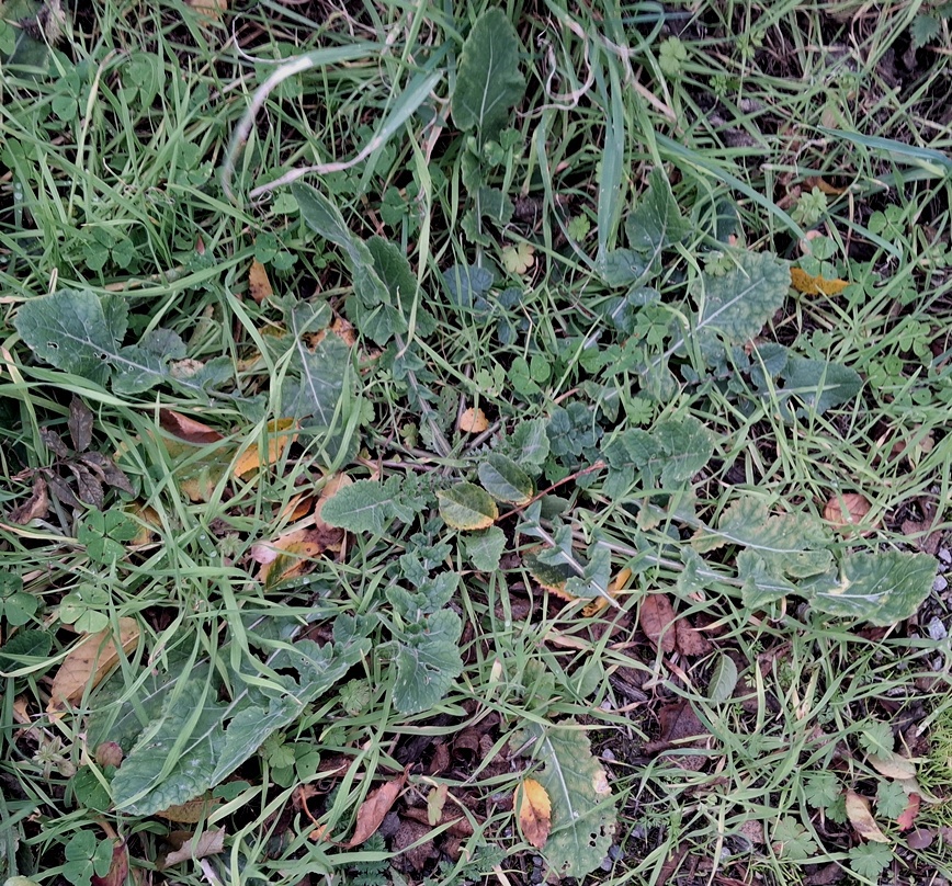 hoary mustard rosette