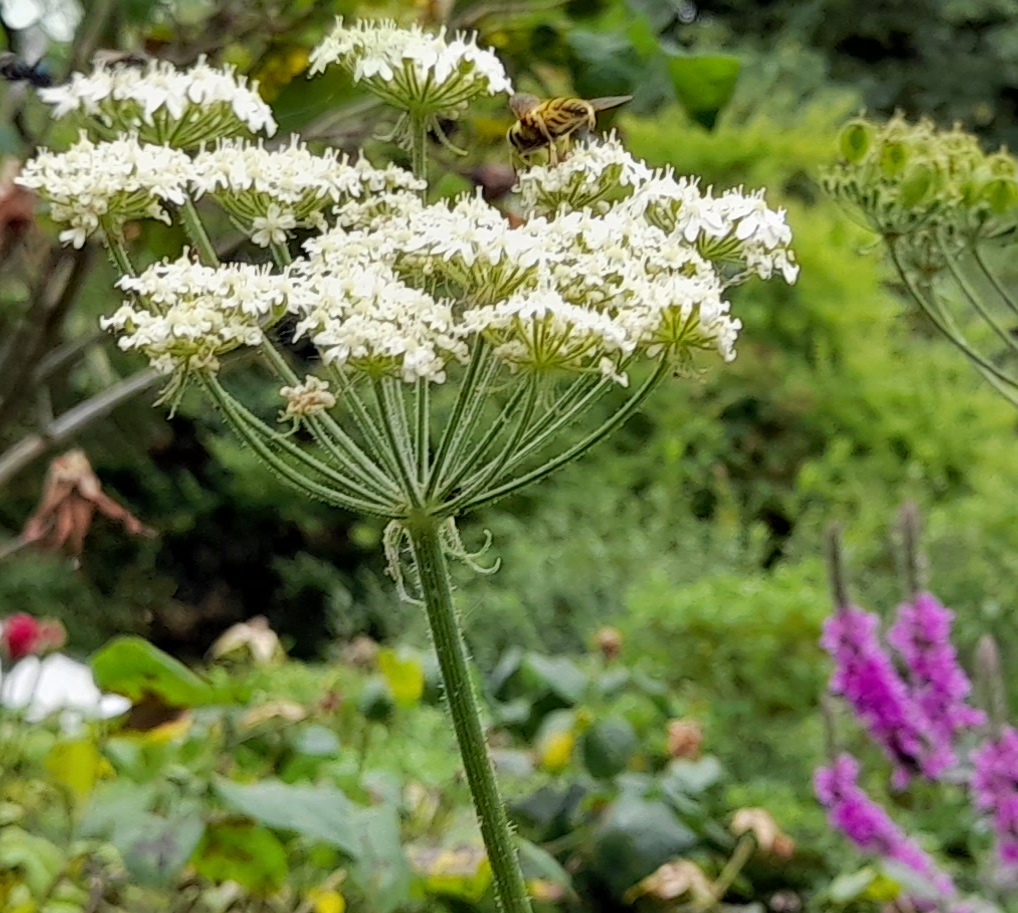 hogweed hoverfly