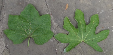 hollyhock leaves