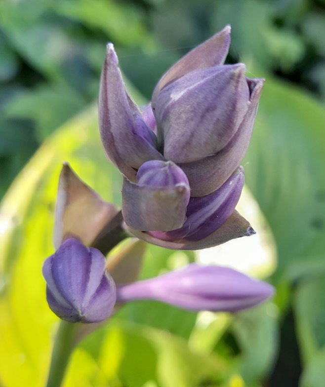 hosta flower