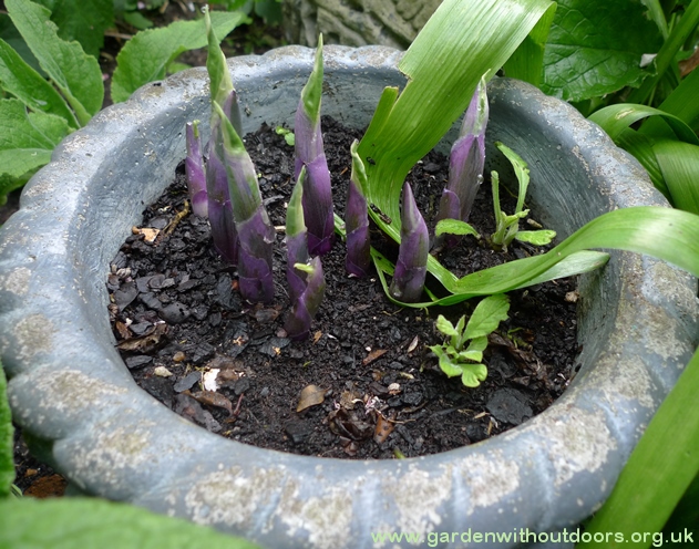 hosta purple shoots