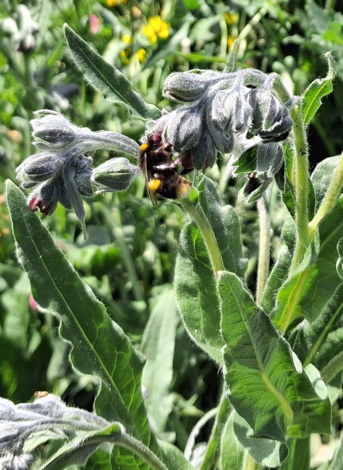 houndstongue bee