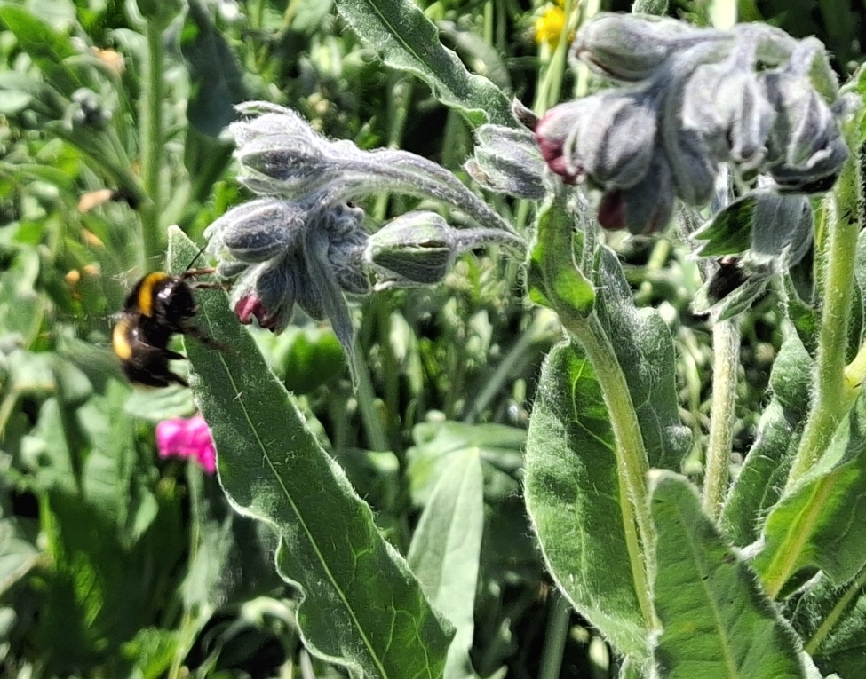 houndstongue with bee