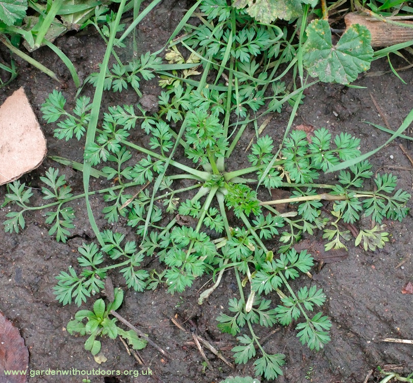 knotted hedge parsley