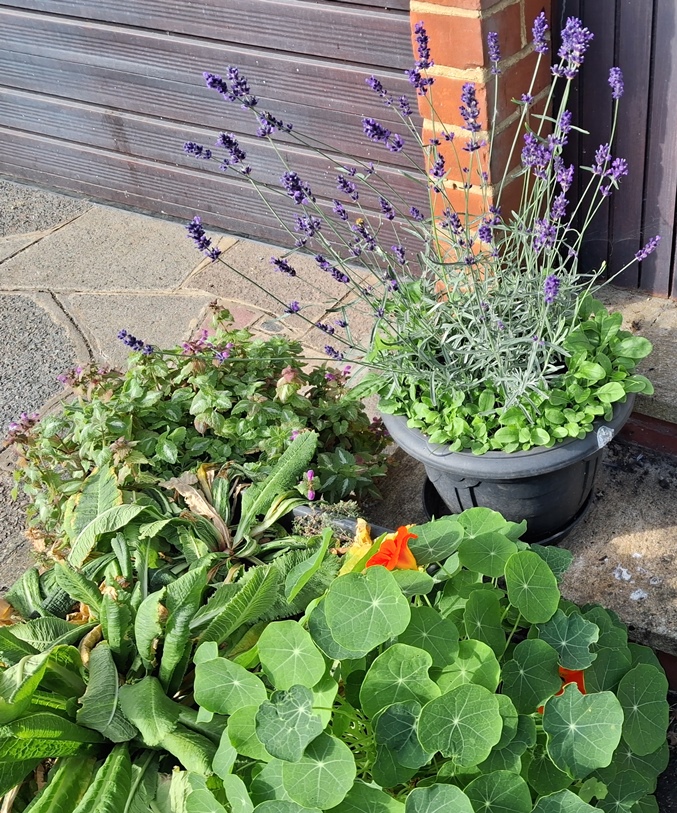 lavender