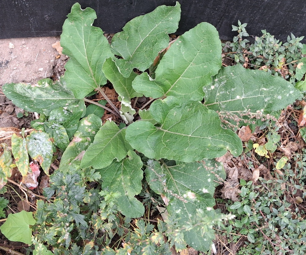 lesser burdock