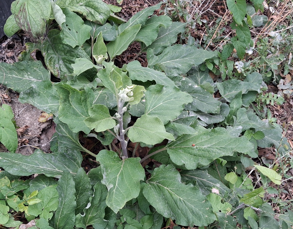 lesser burdock