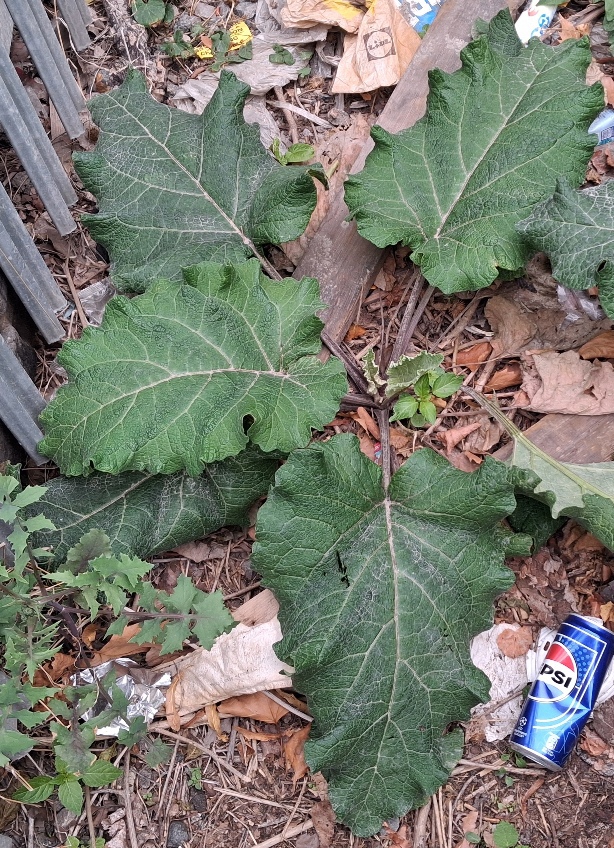lesser burdock