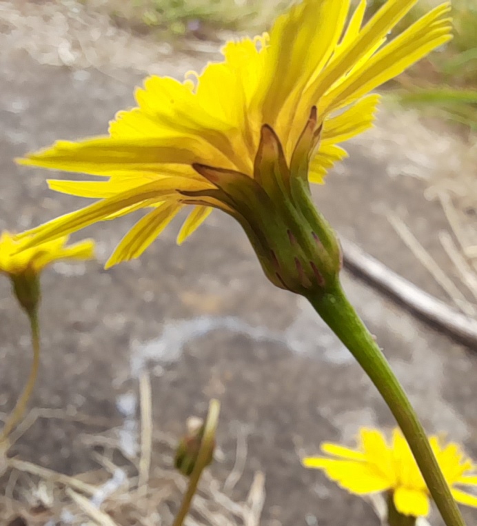 lesser hawkbit