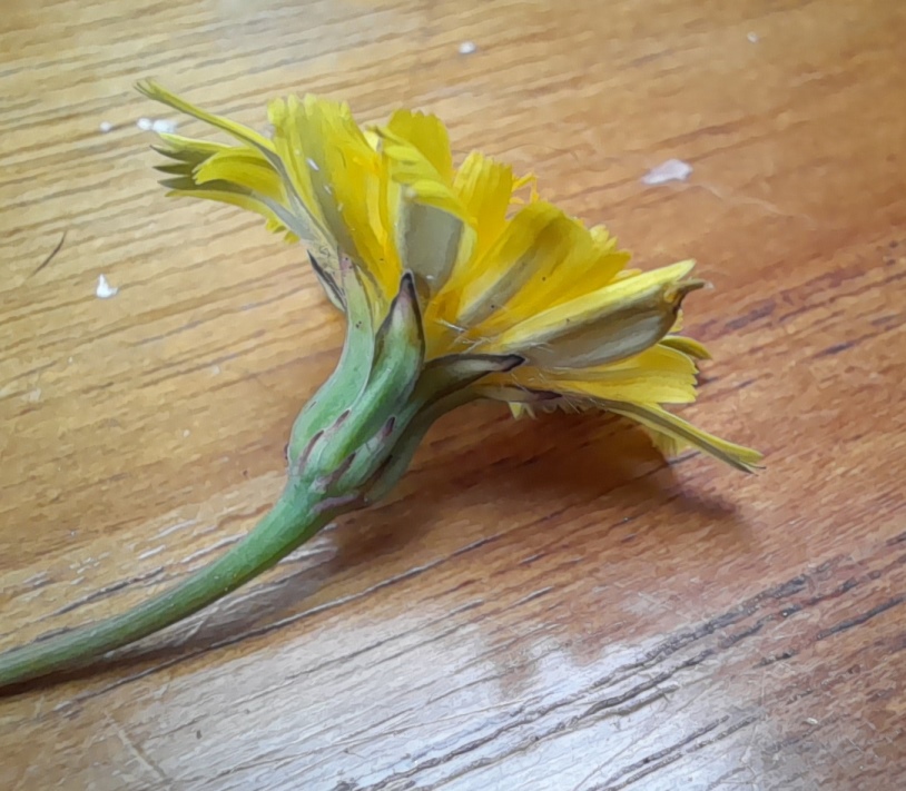 lesser hawkbit