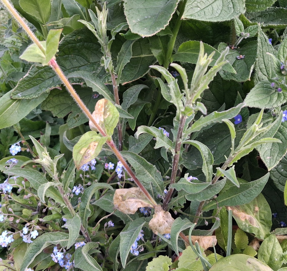 lesser knapweed