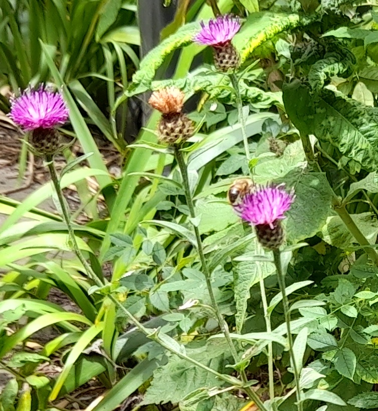 lesser knapweed bee