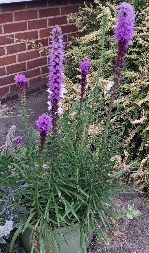 liatris