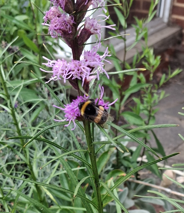 liatris 