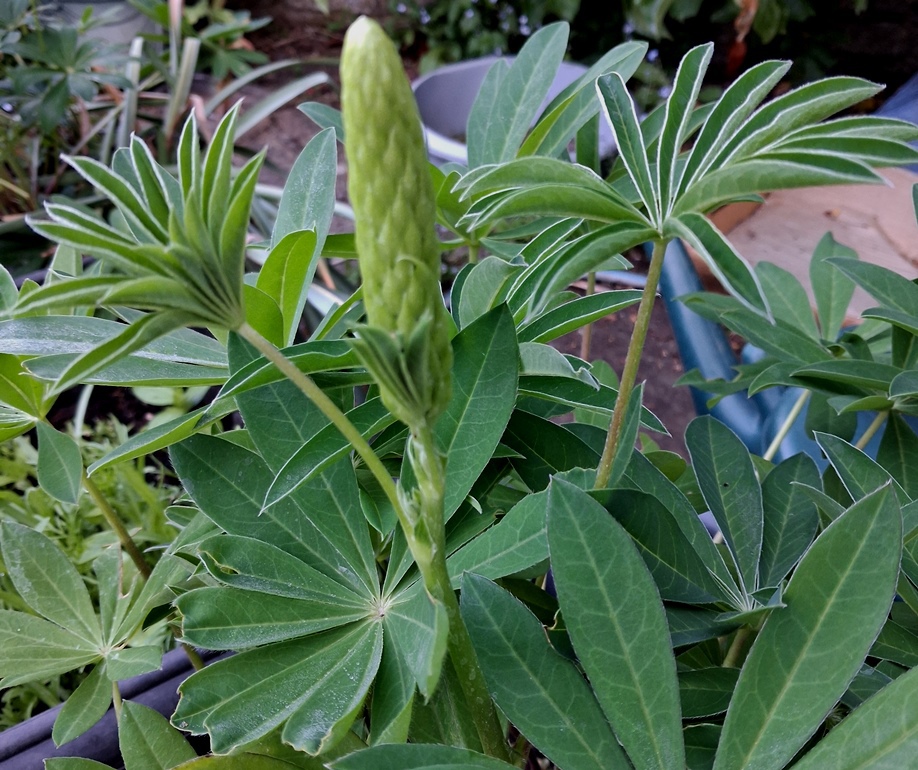 lupin
