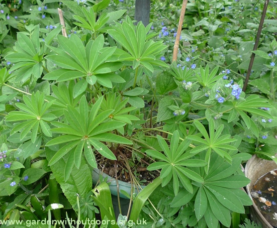 lupins in pot