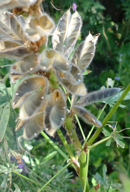 lupin seed pods
