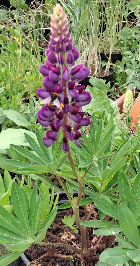 lupin with bee