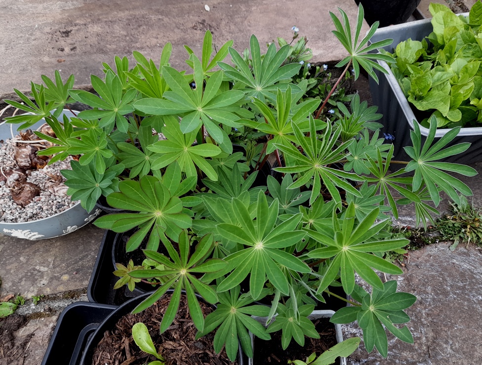 lupins