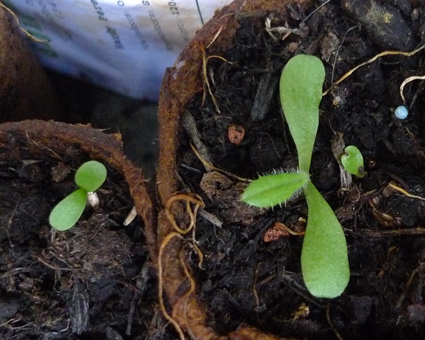 melancholy thistle seedlings