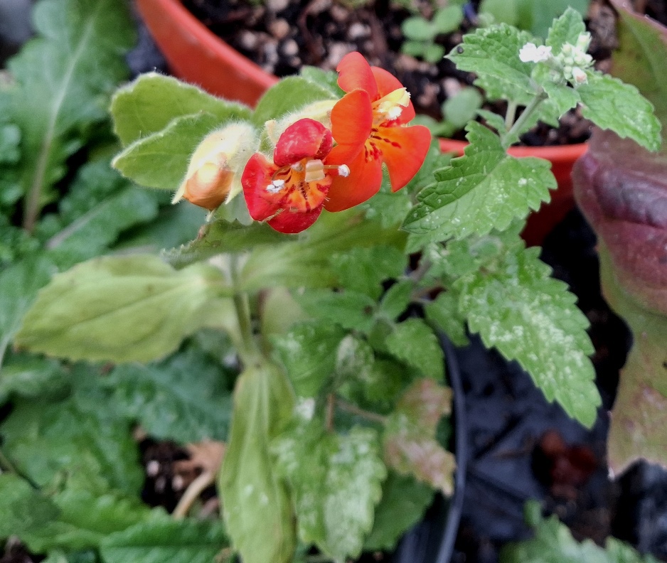 mimulus catnip