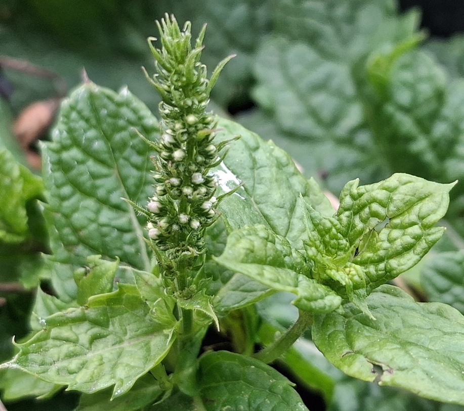 mint buds