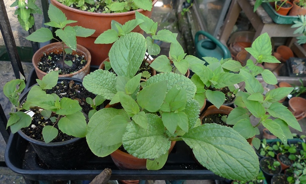 monarda seedlings