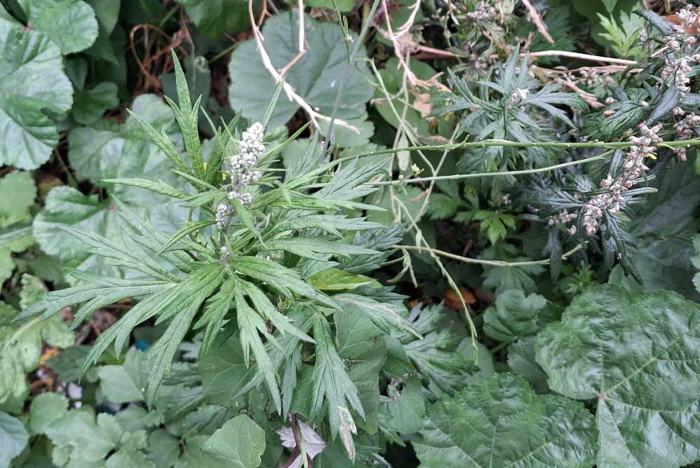 mugwort
