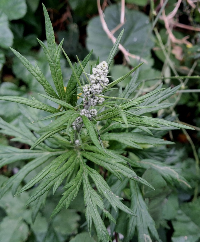 mugwort