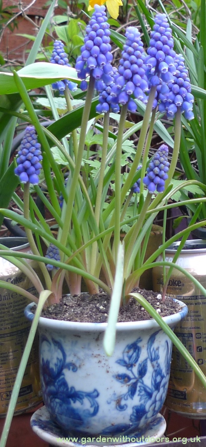 muscari in blue and white pot