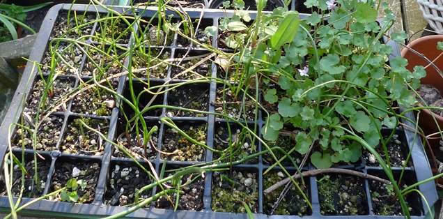 muscari seedlings