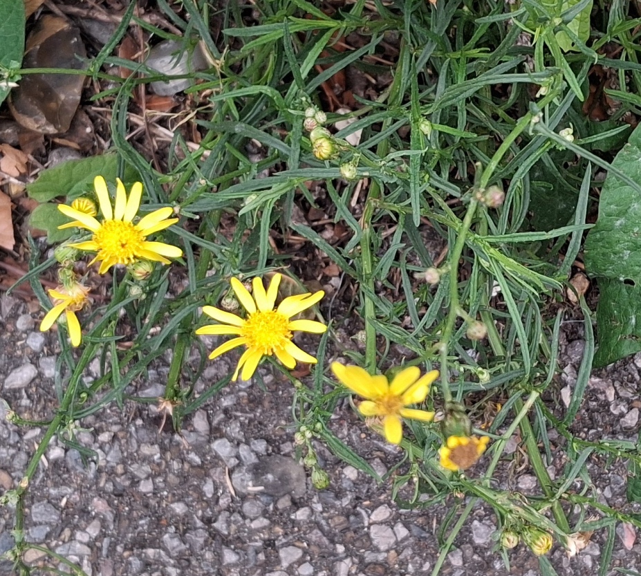 narrow-leaved ragwort