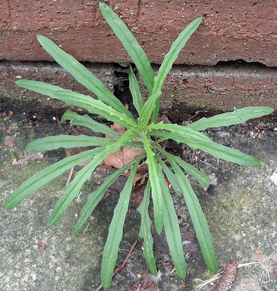 narrow-leaved ragwort Senecio inaequidens