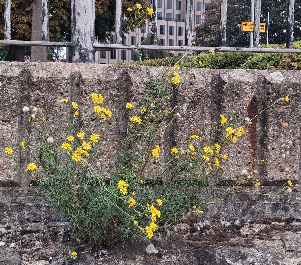 narrow-leaved ragwort