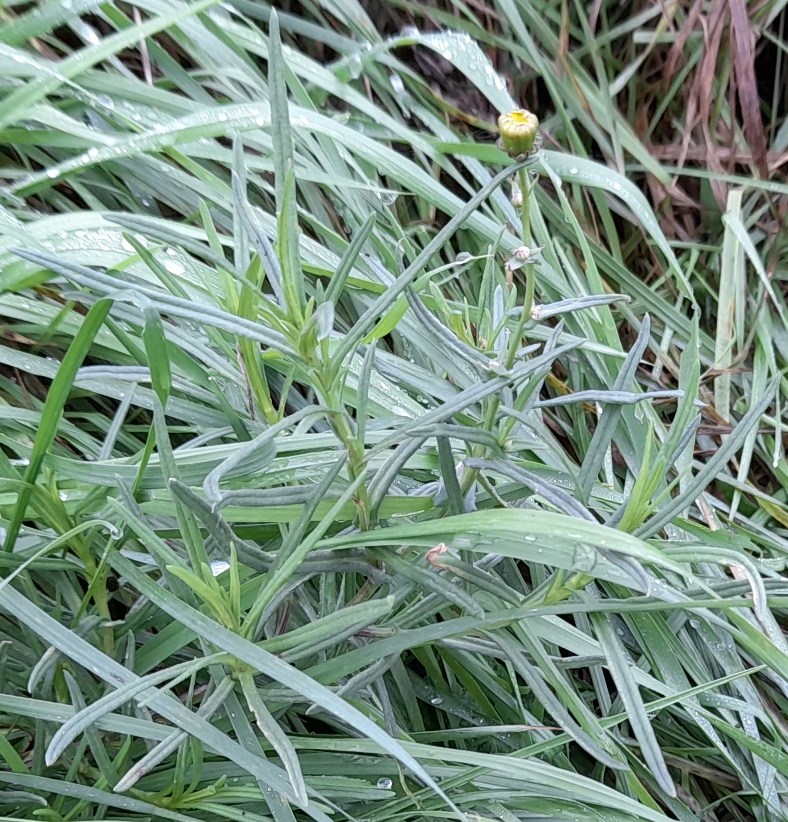 narrow-leaved ragwort Rainham Marshes
