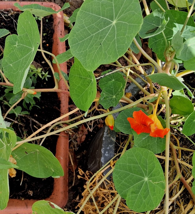 nasturtium